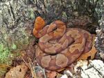 Red River Copperhead